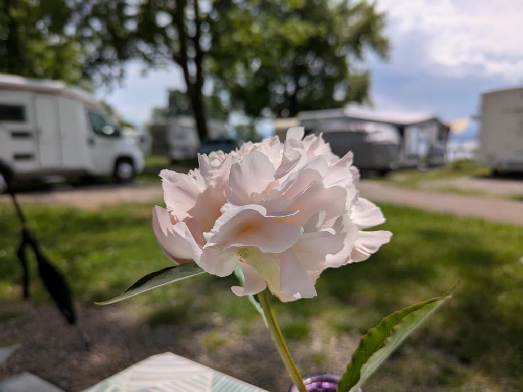 Die letzte Pfingstrose